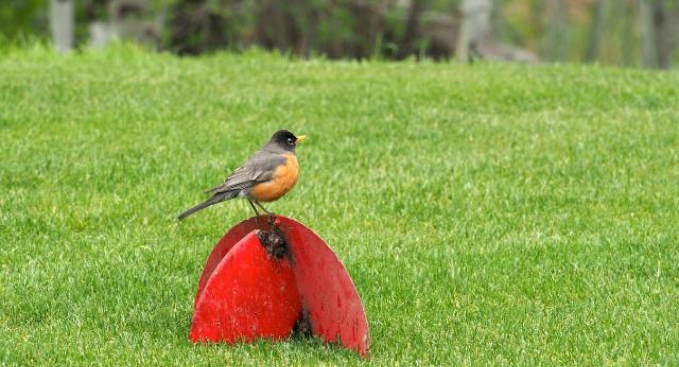 Yellowstone Golf Course